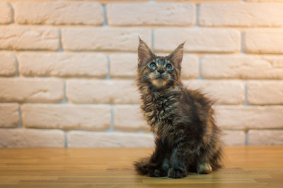 Cat sitting against brick wall