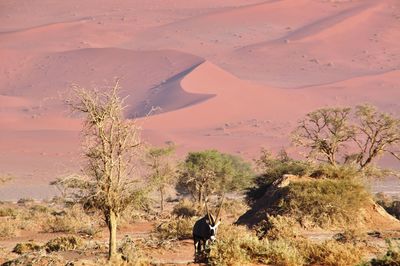 Oryx standing on desert land