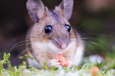Close-up of mouse eating food