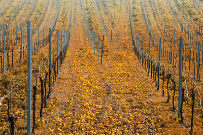 Vineyards during autumn season