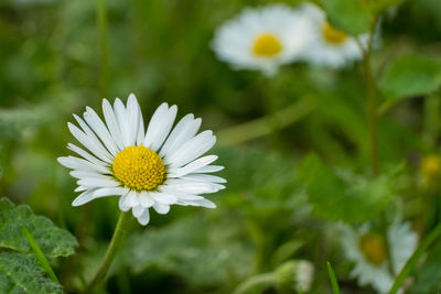 Close-up of white daisy flower