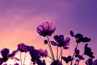 Beautiful pink cosmos flower blooming in the garden