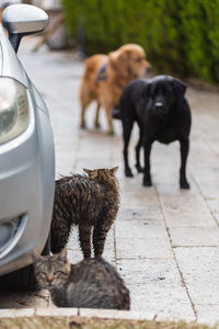 Dogs on road