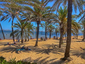 Palm trees on beach