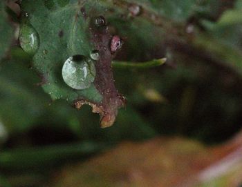 Close-up of wet tree against blurred background