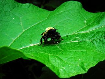 High angle view of insect on leaf