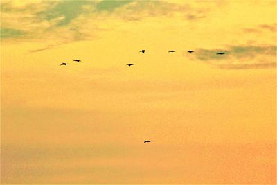 Low angle view of birds flying in sky