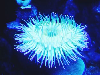 Close-up of jellyfish swimming in sea