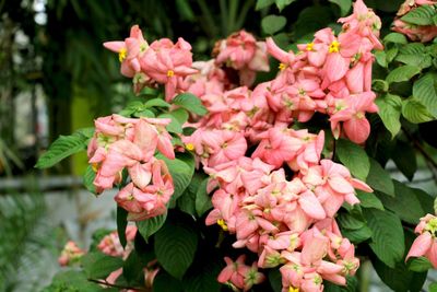 Close-up of pink flowering plants