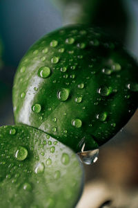 Close-up of raindrops on leaves