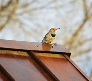 Low angle view of bird perching on roof