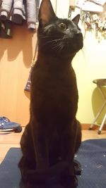 Close-up of cat sitting outdoors