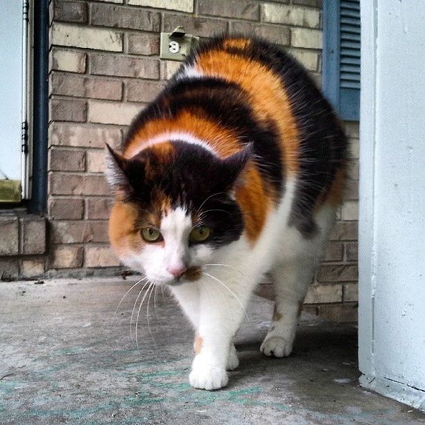 animal themes, one animal, domestic animals, pets, domestic cat, mammal, cat, feline, brick wall, whisker, looking at camera, portrait, built structure, architecture, building exterior, wall - building feature, sitting, house, close-up, front view