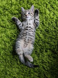 Portrait of cat sitting on grass