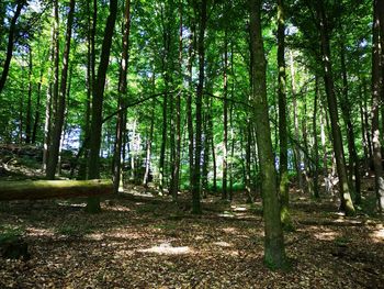 Trees growing in forest