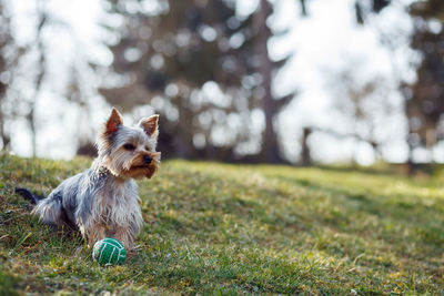 Dog running on field