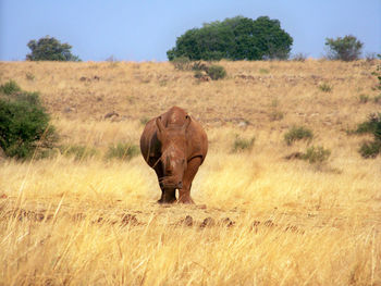 White rhino in a field