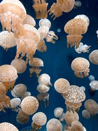 View of jellyfish in sea