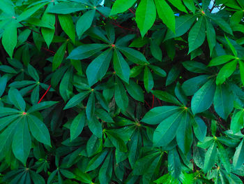 High angle view of plant growing on field