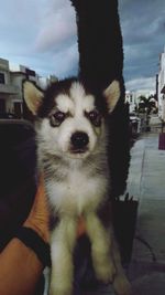 Portrait of dog against sky