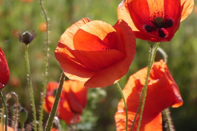 Close-up of red poppy flowers