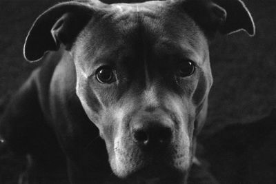 Close-up portrait of dog