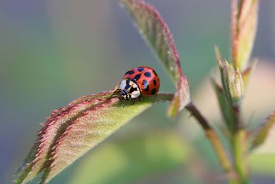 Close-up of insect on leaf