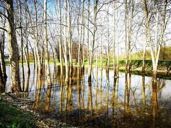 Scenic view of lake in forest