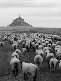 Sheep on beach against sky