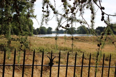 Fence on field against trees