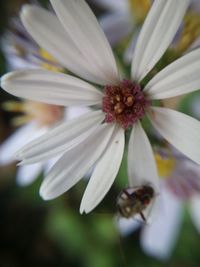 Close-up of honey bee on flower