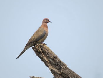 Low angle view of bird perching on tree against sky