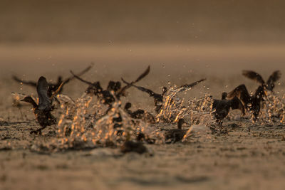 View of crab on beach against sky during sunset