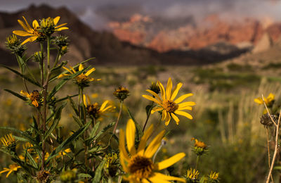 Close-up of yellow flowering plant on field