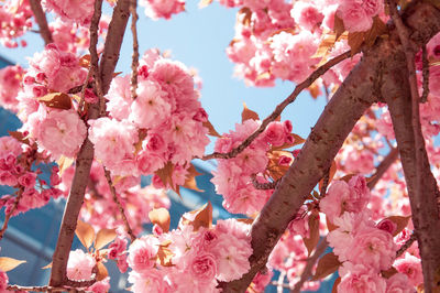 Close-up of pink cherry blossom