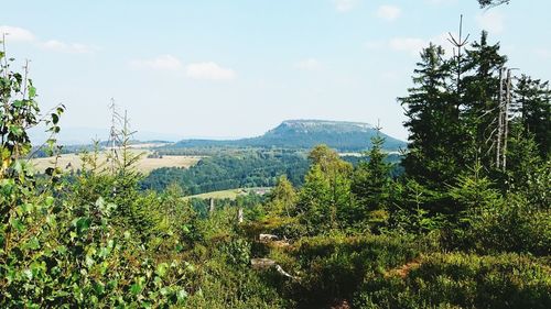 Plants growing on land against sky