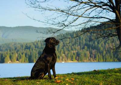 Black labrador sitting by river against mountains