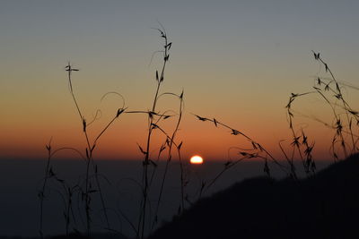 Silhouette of stalks against sunset