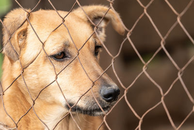 Close-up of dog looking through chainlink fence