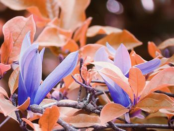 Close-up of purple flowering plant