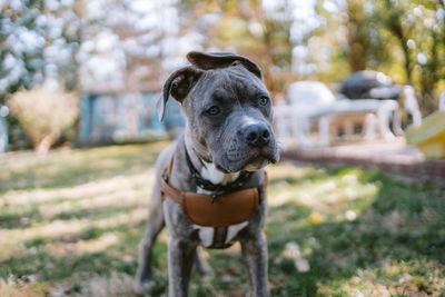 Close-up of dog