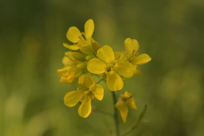 Close-up of yellow flowering plant