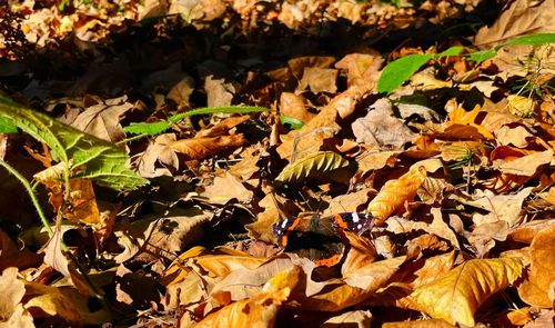 High angle view of dry leaves on field