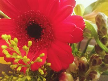 Close-up of red flower