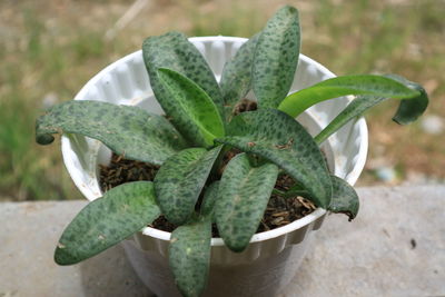 Close-up of succulent plant in pot