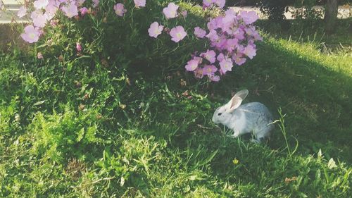 White flowers on grass