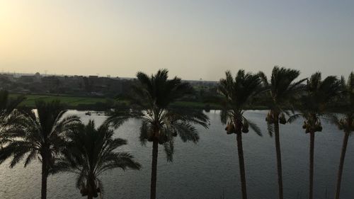 Palm trees by sea against clear sky during sunset