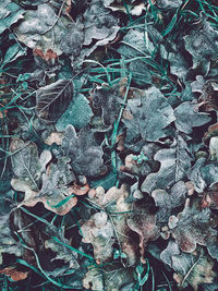 Full frame shot of dried plant on land