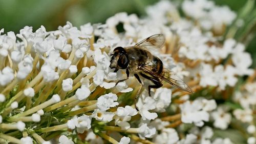 Bee pollinating on white flower
