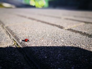 Close-up of ladybug